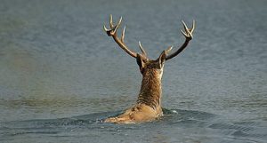 attelages Fontainebleau