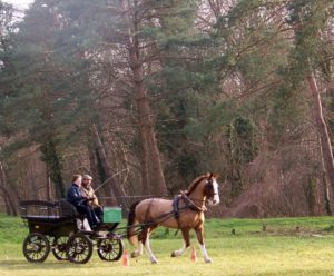 attelages Fontainebleau