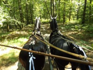 attelages Fontainebleau