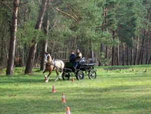 attelages Fontainebleau