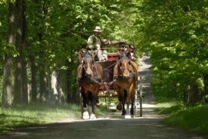 attelages Fontainebleau
